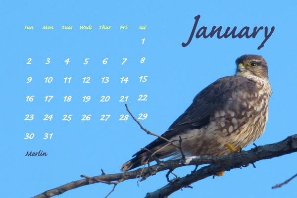 January, 2011, Merlin, male