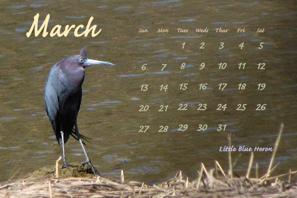 March 2011, Little Blue Heron