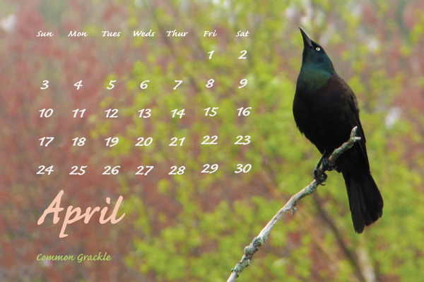 April 2011, Common Grackle