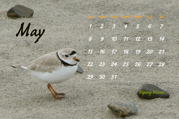 May 2011, Piping Plover