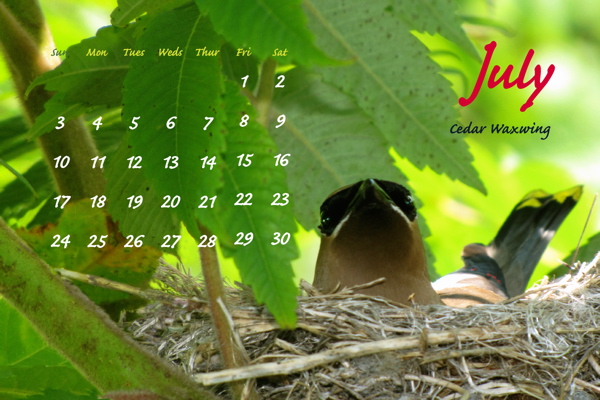 July 2011, Cedar Waxwing, female