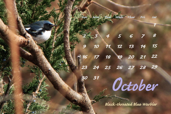 October 2011, Black-throated Blue Warbler