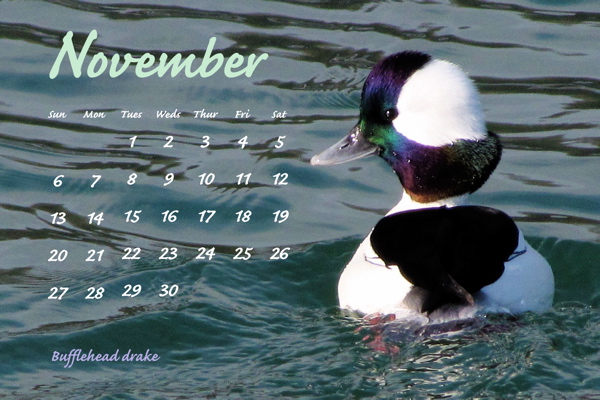 November 2011, Bufflehead, drake