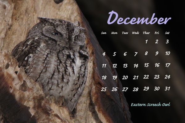 December 2011, Eastern Screech Owl